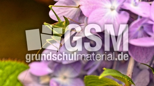 Kurzflügelige Schwertschrecke (14).jpg